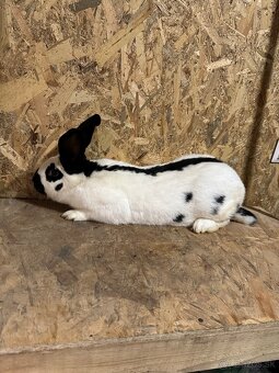 Nemecky obrovitý strakač - 3