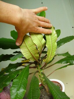 Prýštec - Euphorbia leuconeura - 3