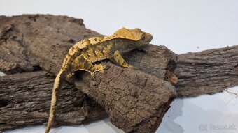 pagekon riasnaty - 3