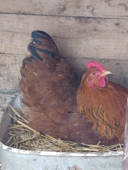 Nasadové vajíčka Hempšir - 3