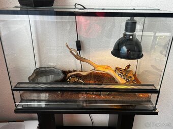 Predám pytóna kráľovského +terarium - 3