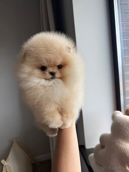 Pomeranian mini - 3