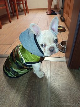 Francia bulldog/ Francuzky buldocek - 3