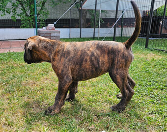 Nemecký boxer psík s PP - 3