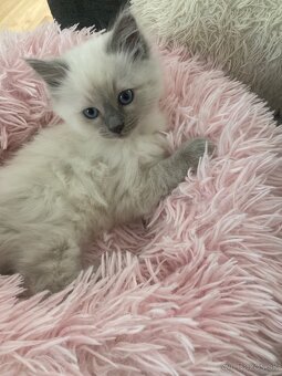 Ragdoll mačička - 3