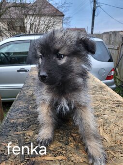 Darujem šteniatka - 3