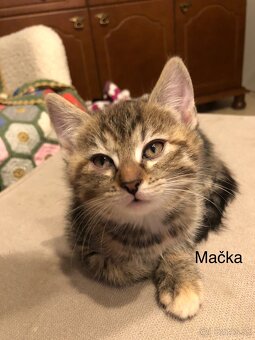 Darujem mačiatka - 3