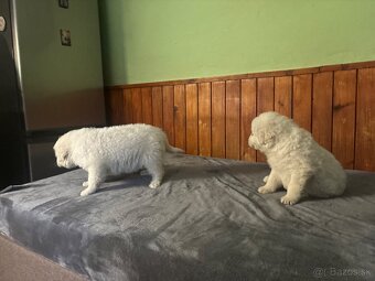 Predám šteniatka - 3