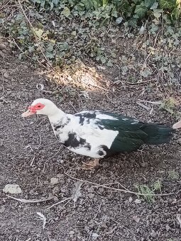 čínske kačice - 3