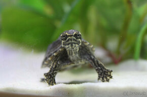 Mláďatká vodných korytnačiek-Klopavky pižmové - 3
