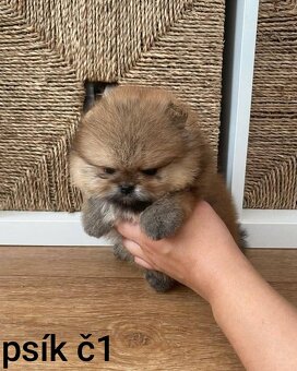 Pomeranian mini Boo - 3