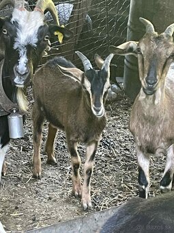 cap, capko, capíky, capy - 3