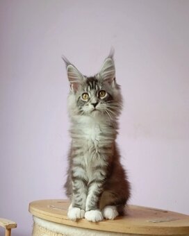 Maine Coon s PP - 3