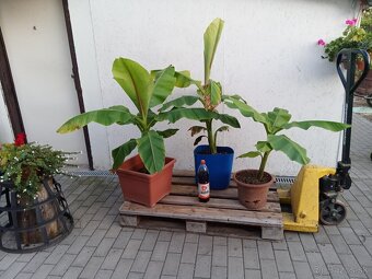 Predám Bananovniky Musa Basjoo - 3