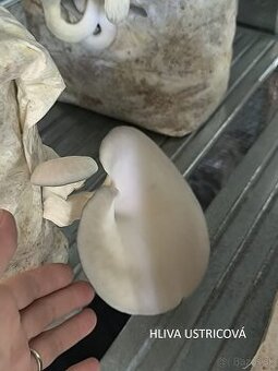 SUŠENÉ HUBY/HRÍBY - hliva, korálovec, dubáky, osičník - 3