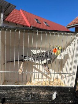 Výstavne korely - 3