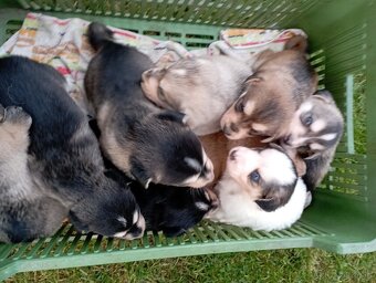 Darujem šteniatka šteňata - 3