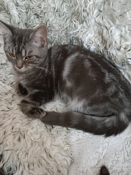 Britske maciatka - 3