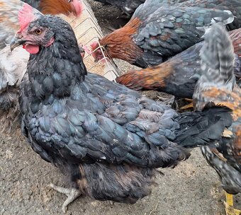 sliepky na polievku 5ks - 3