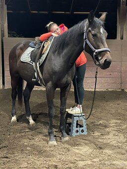 4 ročná kobyla na predaj - 3