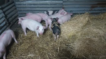 Odstavčata 25-30kg - 3