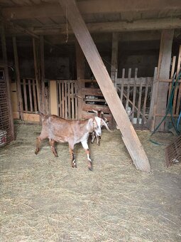 Kozy a kamerunske ovecky - 3