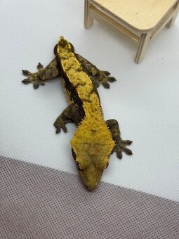 Correlophus ciliatus - 3