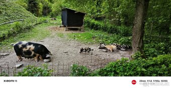 Kune Kune - 3
