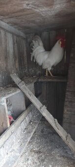 Kohut leghorn - 3