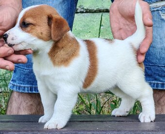 Jack Russell terrier - 3
