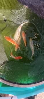 Euro koi - 3