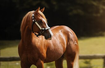 Žrebec. QH reining - 3