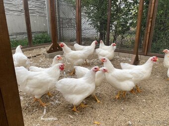 Predám kohútov Oravka biela - 3