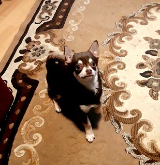 Čivava krátkosrstá – čoko fenka - 3