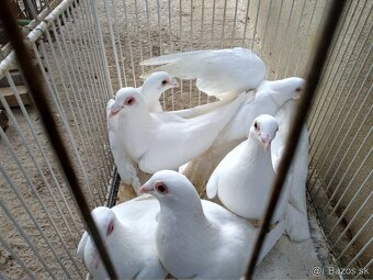 Biele poštové holuby - 3