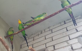 predam 2 barabandou - 3