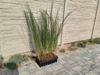 Prútnatec metlovitý - 3