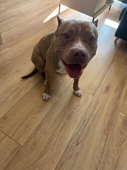 American Bully xl - 3
