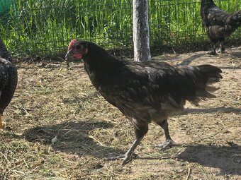 Australorpka modrá - mladé kohúty - 3