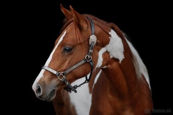 American Paint Horse - 3