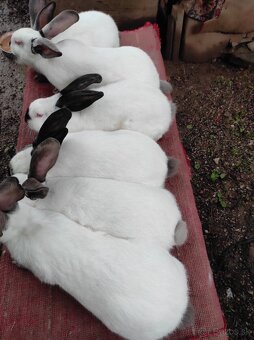 Predávam samičky aj samčeki 🐰 - 3