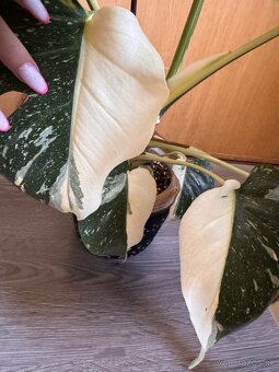 monstera thai s listami halfmoon - 3