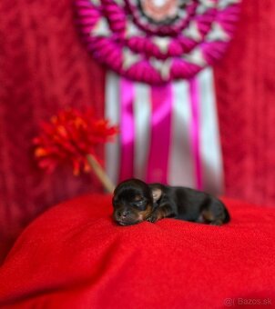 Yorkshire terrier, york - 3