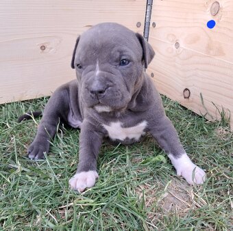 Šteniatka - Americký stafordšírsky teriér (Amstaff, Staford) - 3