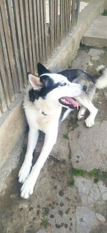 Husky - 3