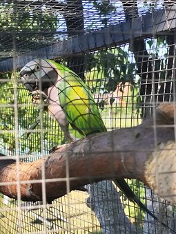 Alexander čínsky - 3