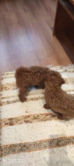 Pudel Trpaslíči - 3