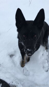 Nemecký ovčiak - 3