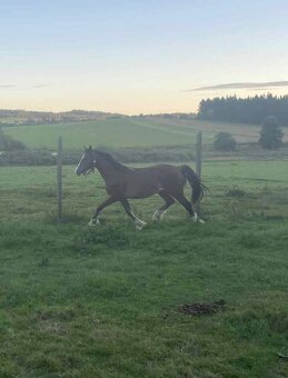 Brzy dvouletý valach Welsh Cob - 3