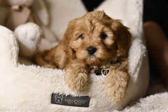 Cavapoo F1 RED Fenka pripravená na odber - 3